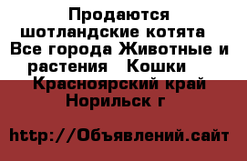 Продаются шотландские котята - Все города Животные и растения » Кошки   . Красноярский край,Норильск г.